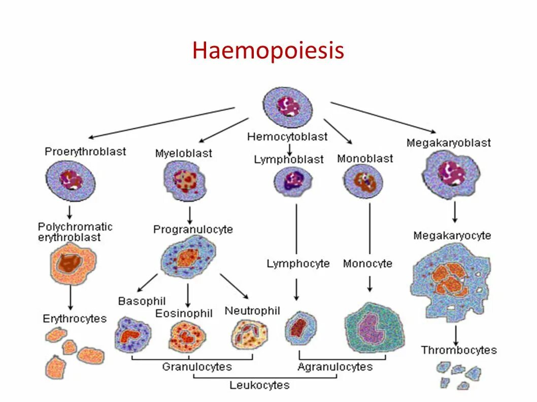 Лейкоциты группа крови. Схема ростков кроветворения. Схема нормального кроветворения. Схема постэмбрионального гемопоэза гистология. Стадии образования клеток крови.