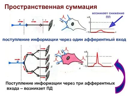 Суммация это