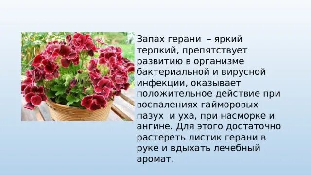 Герань с запахом. Герань пахнущая. Аромат герани. Пахнет ли герань. Герань 2 цена