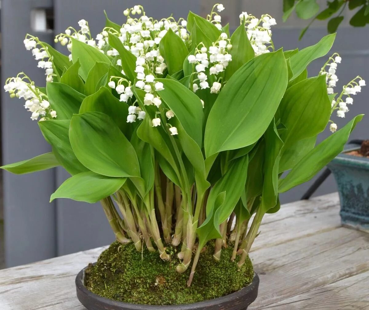 Ботаничка ру. Ландыши луковичные. Convallaria Majalis.