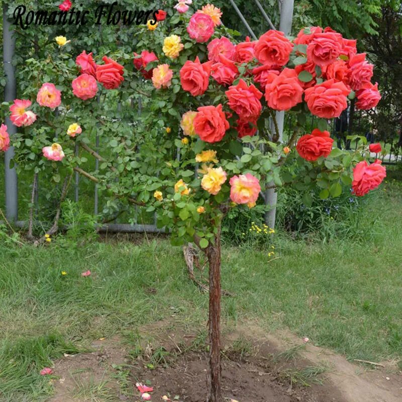 Высокие саженцы. Розы на одном дереве много цветов.