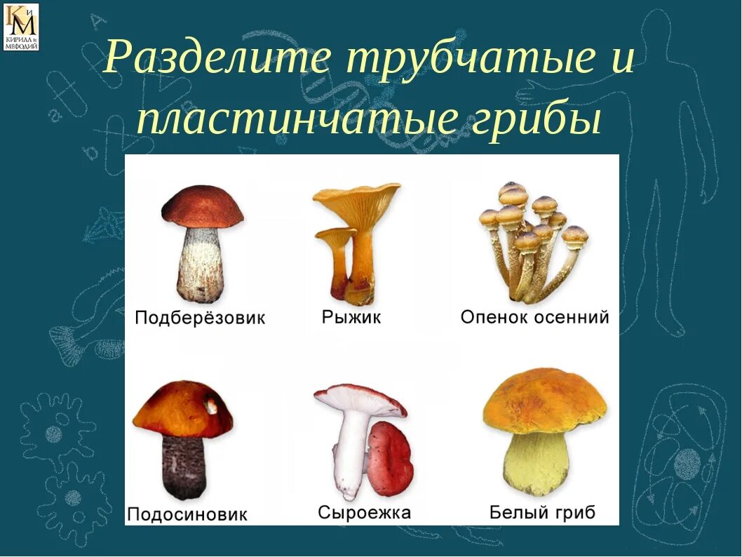 1 трубчатые грибы. Шляпочные грибы трубчатые и пластинчатые. Пластинчатые грибы и трубчатые грибы. Шляпочные грибы трубчатые и пластинчатые таблица. Трубчатые грибы 2) пластинчатые грибы.