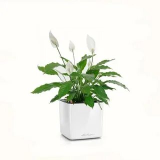 White plant