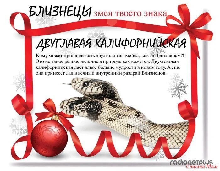 год змеи гороскоп. какие знаки подходят змее. змея по гороскопу. змея год характеристика. змея по году.