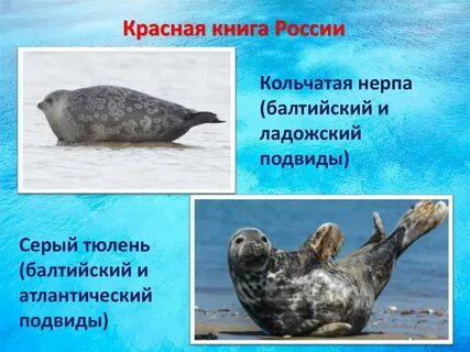 Тюлень в красной книге