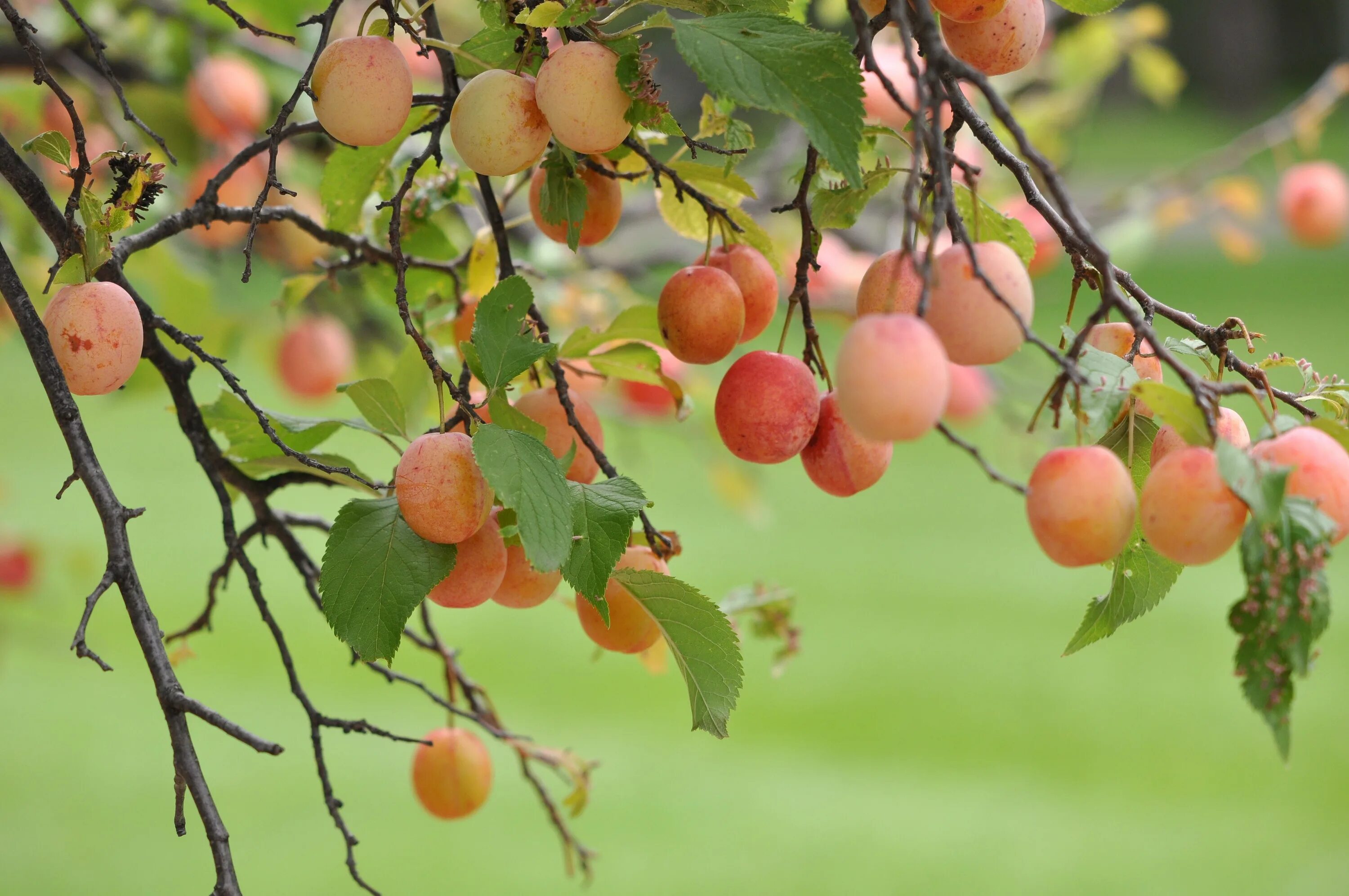 Ветки фруктовых деревьев. Алыча сорт Prunus armeniaca. Алыча Иволга. Абрикос, алыча персик зеленый. Алыча Комета.