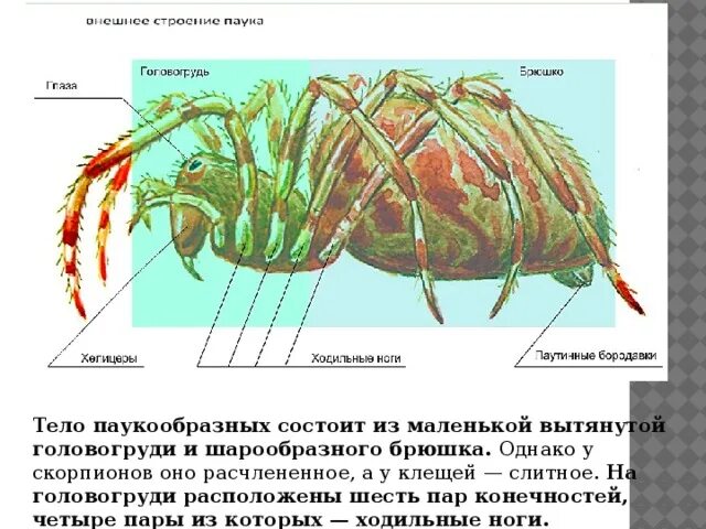 4 пар конечностей у