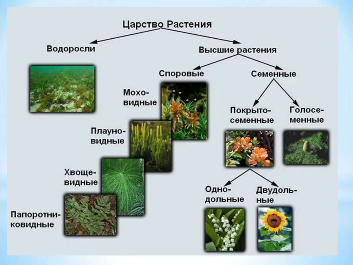 Низшие растения 4 класс. Представители царства растений 5 класс биология. Структура царства растений. Представители царства растений 6 класс биология. Царство растений 6 класс биология органы.