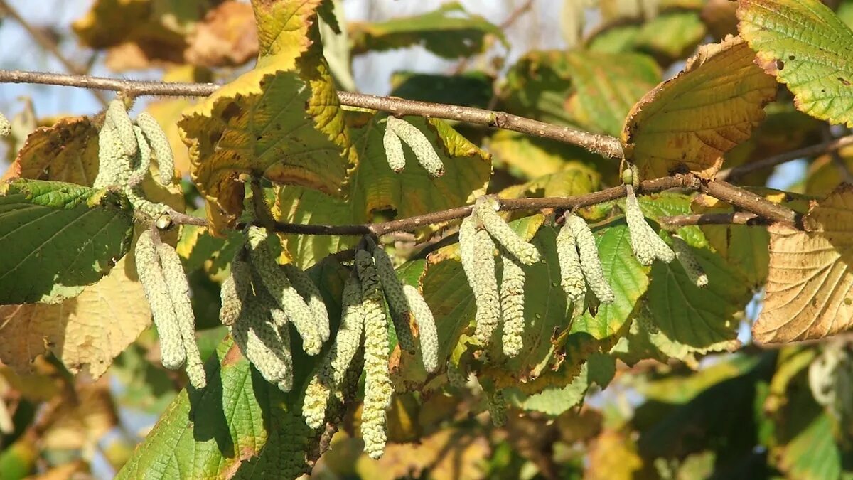 Украинскую ольху. Ольха обыкновенная. Украинскую ольху. Alnus incana aurea. Украинскую ольху.