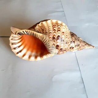 Ракушки genshin