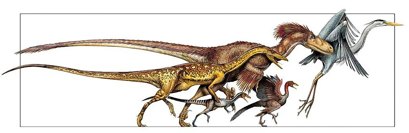 Птицы потомки. Археоптерикс Эволюция птиц. Предки динозавров. Динозавры предки птиц. Эволюция динозавров.