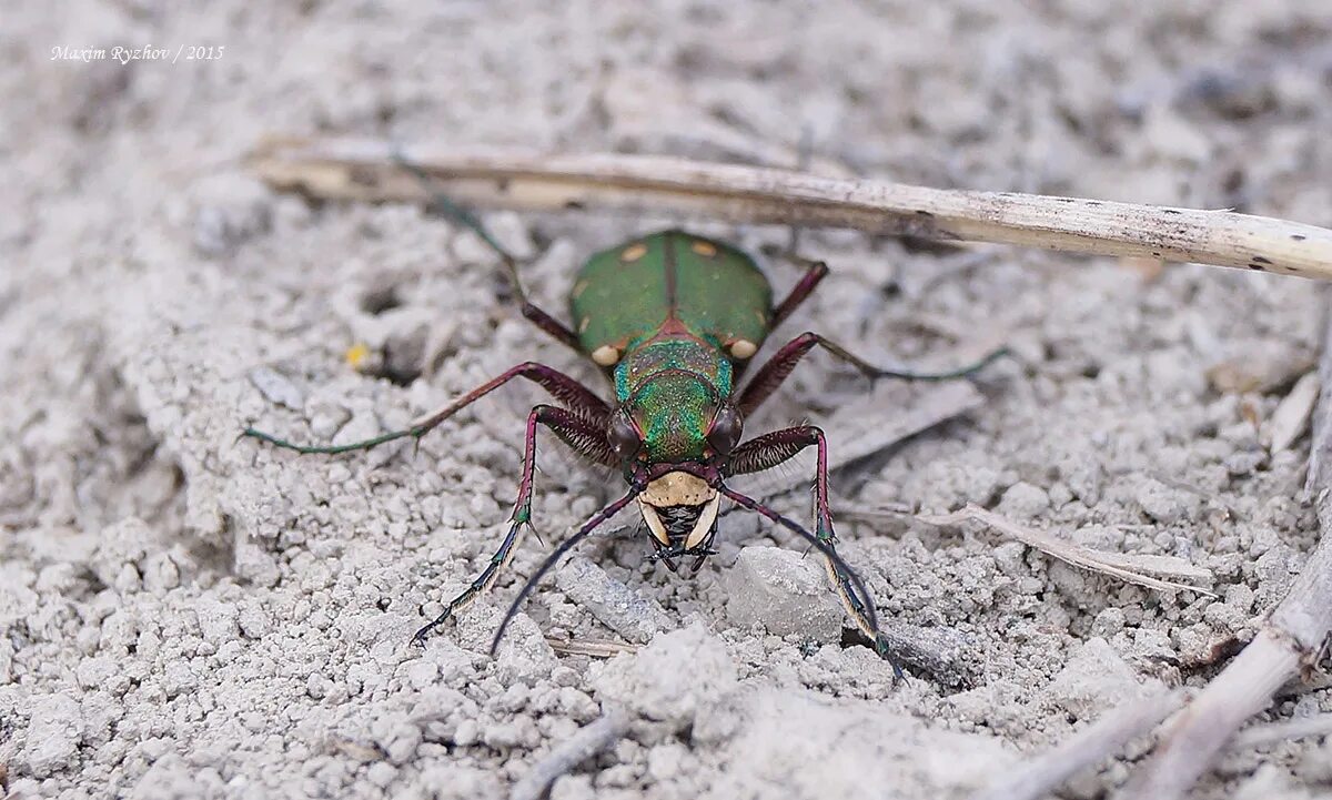 Скакун полевой Cicindela Campestris. Жук скакун полевой зеленый. Скакун Лесной. Скакун Прибрежный.