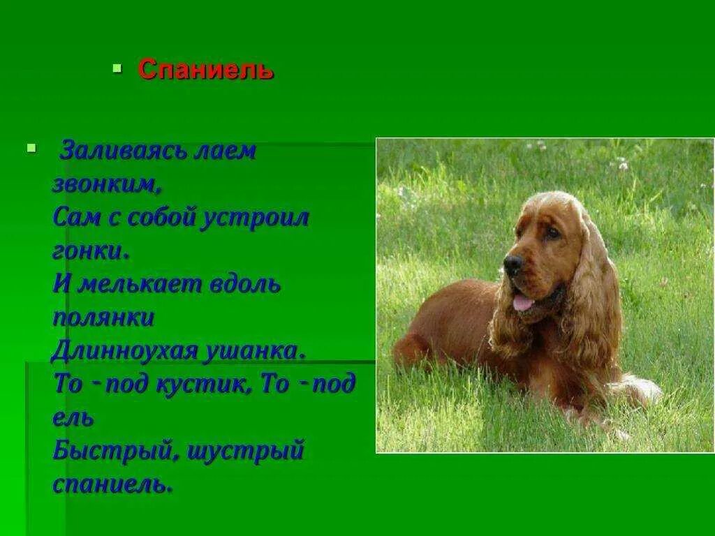 Охотничий спаниель характеристика породы. Английский кокер-спаниель. Спаниель характеристика плюсы и минусы. Высота английского кокер спаниеля. Проект английский кокер спаниель.