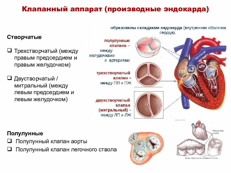 Какую функцию выполняет полулунный клапан. Строение сердца клапанный аппарат сердца. ВПС 2 створчатый аортальный клапан. Створчатые клапаны производные эндокарда. Строение клапанного аппарата сердца анатомия.