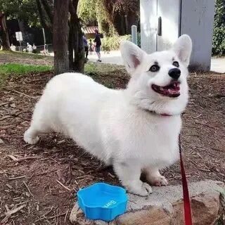 Молочная собака