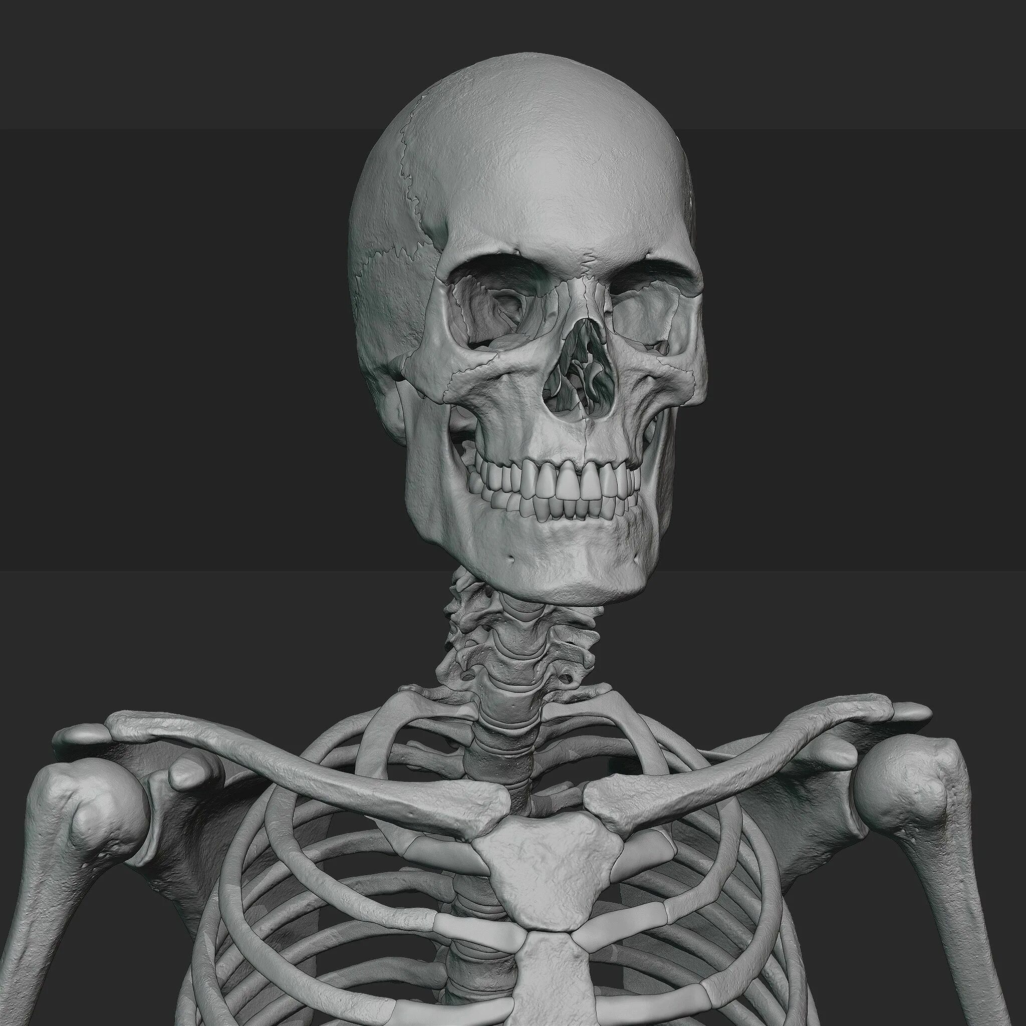 3 Скелета. Модель скелета. Скелет для моделирования. Скелет 3д.