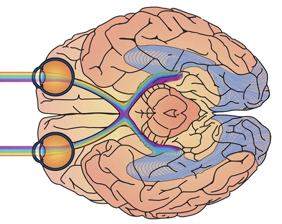 Зрительный нерв в головном мозге. Головной мозг и глаза. Зрительный центр мозга. Глаза и мозг взаимосвязь. Зрительная область коры.