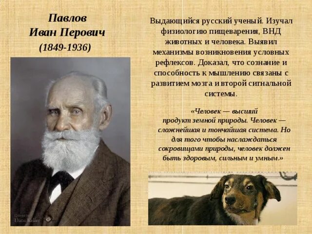 Открытия и п павлова. Вклад Павлова в развитие физиологии. Павлов заслуги в физиологии. Вклад Ивана Павлова в биологию.