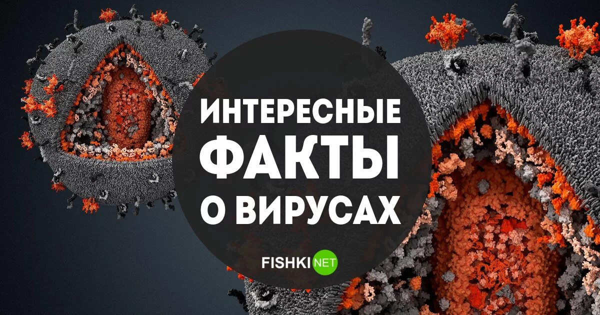 Интересные факты о вирусах. Факты о вирусах биология. Интересные факты о компьютерных вирусах. Пять интересных фактов о вирусах. Факты биология 8 класс