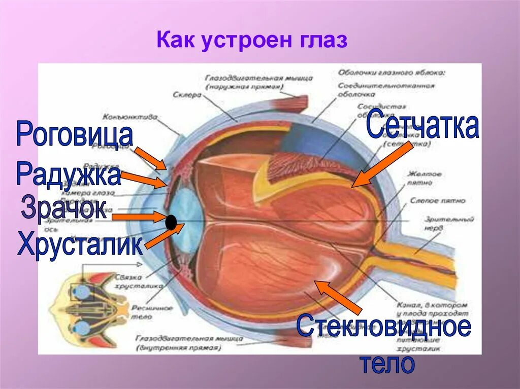 Как устроен глаз. Как устроен зрачок. Как устроено глазное. Как устроено зрение. Как устроен другой человек