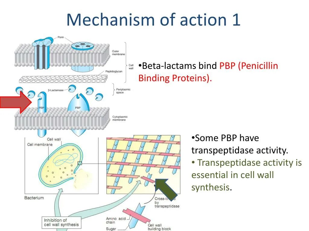 Mechanism of action. Penicillin Binding Protein. Penicillin classification. Mechanism of Antibacterial Action of penicillins.