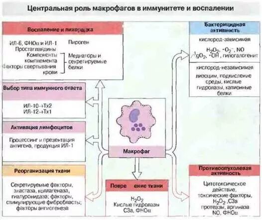 Роль макрофагов. Функции макрофагов в процессе иммунного ответа. Макрофаги функции в иммунном ответе. Функция макрофагов в иммунных реакциях. Функции макрофагов в иммунитете.