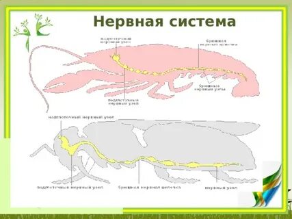 Нервная система членистоногих представлена
