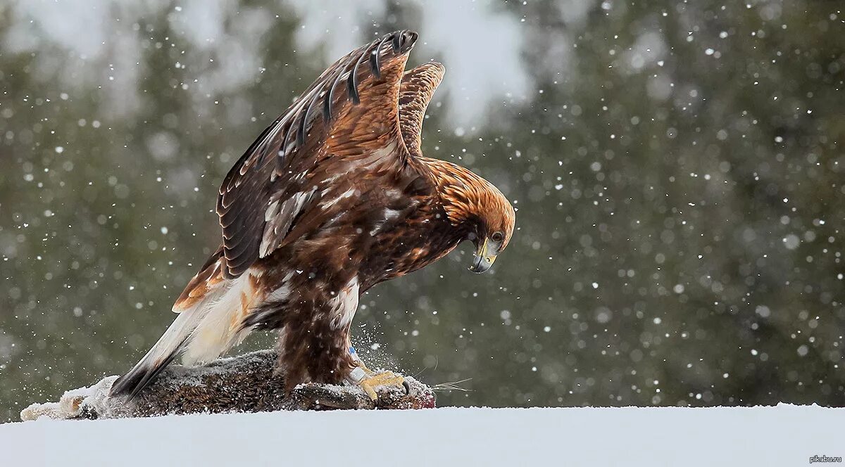 Птица Беркут Халзан. Беркут Aquila chrysaetos. Беркут пикирует. Хищные птицы Хакасии Сокол Беркут Орел. Начало года орла