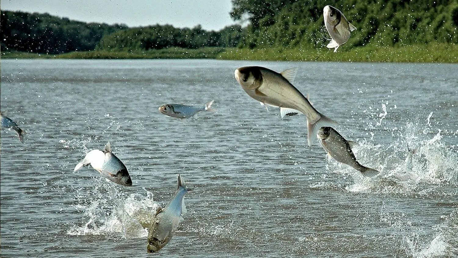 рыба выпрыгивает из воды. плещешься в речке. рыба плещется. щука в прыжке. плещешься в речке.