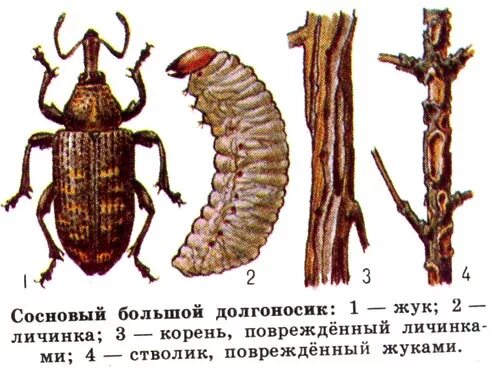 Личинки корень. Большой Сосновый Слоник (долгоносик). Большой Сосновый долгоносик повреждения. Большой Сосновый долгоносик ходы. Большой Сосновый Слоник (долгоносик) (Hylobius abietis).