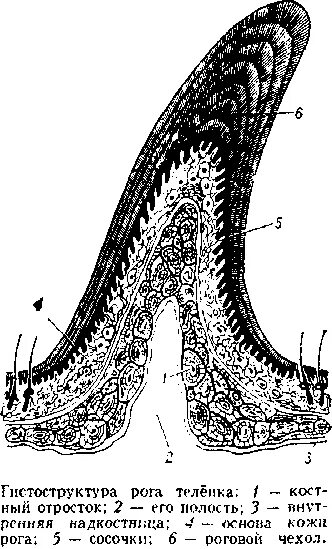 Строение рога животных. Строение рогов животных. Состав клеток базального слоя эпидермиса. Эпидермис строение слоя. Роговых структур.