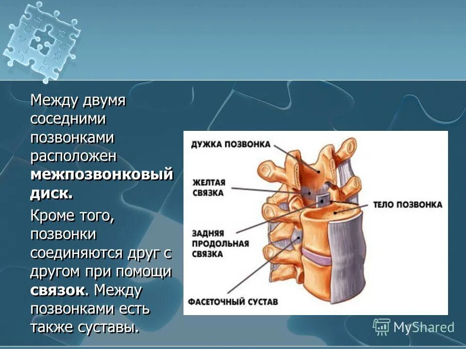 между позвонками расположены. между позвонками расположены. между позвонками расположены. межпозвоночные дугоотростчатые суставы связки. соединение позвонков поясничного отдела.