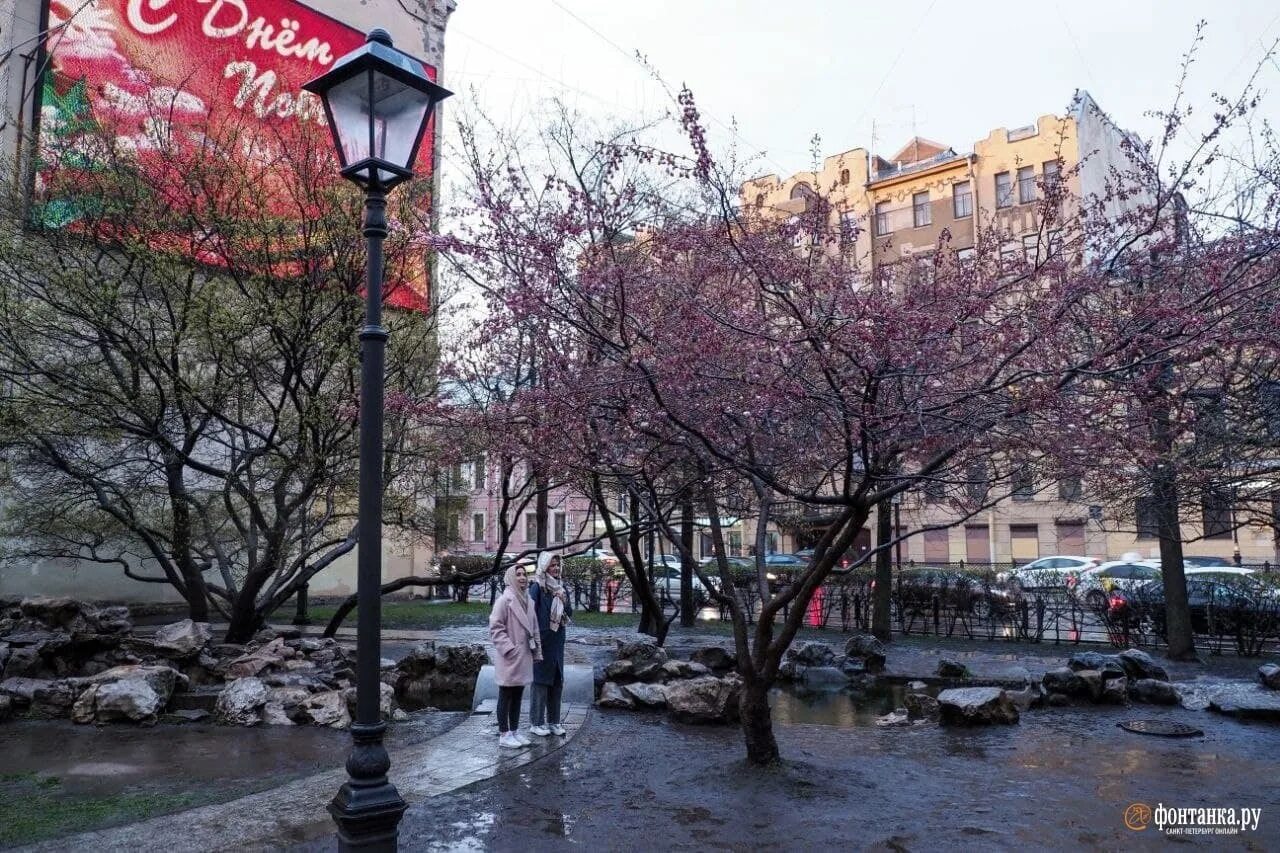 Сад дружбы на литейном. Сад дружбы в санкт-петербурге сакура. сад дружбы на литейном проспекте. сад дружбы в санкт-петербурге на литейном сакура. сад дружбы на литейном сакура.