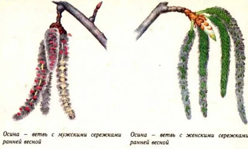 Как отличить тополь. Осина мужские и женские соцветия. Тополь соцветие. Осина бруньки. Сережки осины мужские и женские.