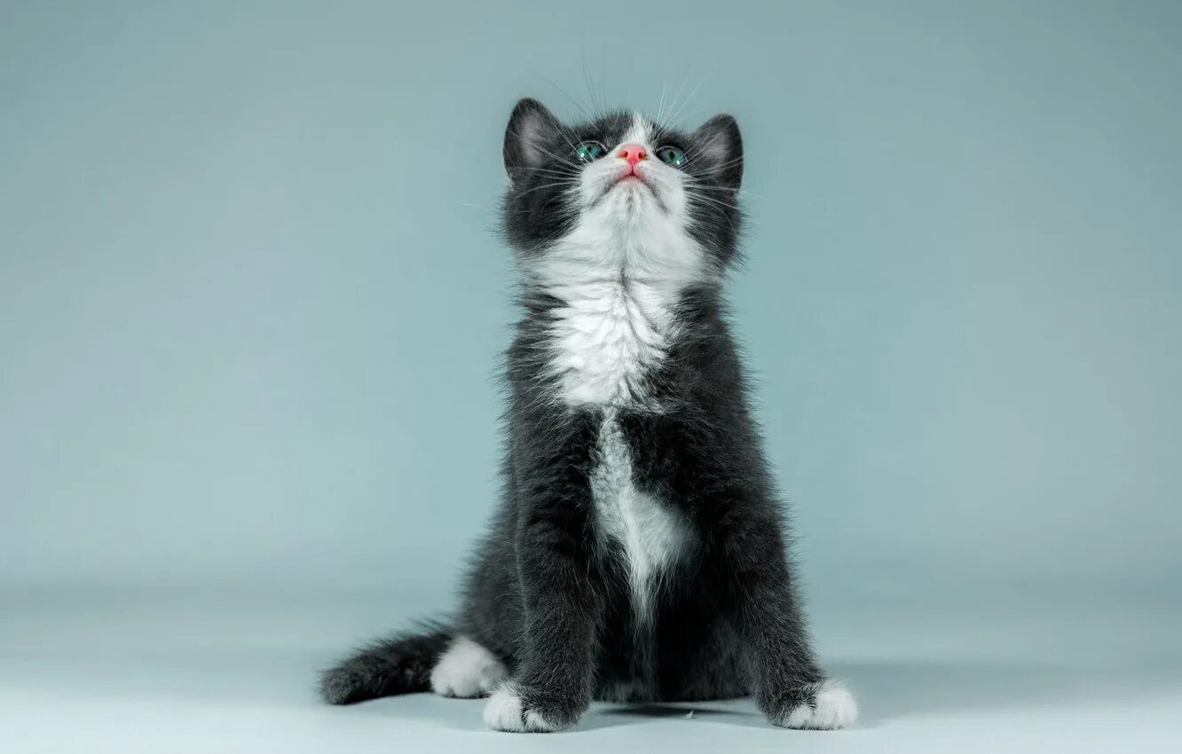 Котенок черно-белый. Котята чёрно белые. Котенок сидит. Черно белый кот. Котята с белыми лапками