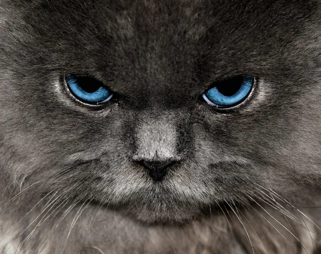 Злобный кот. Злой котенок. Злая кошка. Злой взгляд кота. Злая киска.