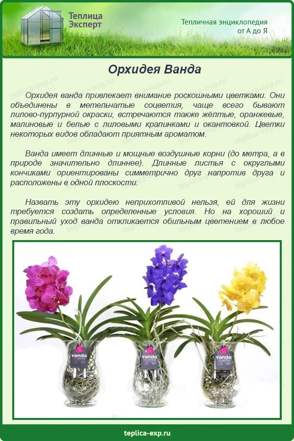Как получить ванду. Как получить ванду