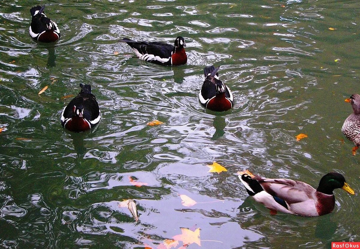 Утки сочи. Утки на море в сочи. Птичий рынок в сочи. Утки в сочи. Утки сочи.