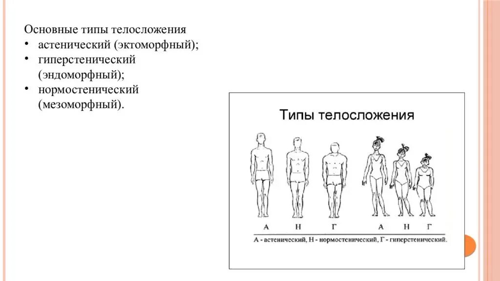 Физические данные тест. Типы телосложения астенический нормостенический и гиперстенический. Астенический Тип телосложения. Нормостенический Тип телосложения. Гиперстенический Тип телосложения.