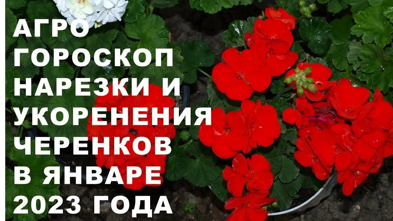 Лунный календарь поливов растений на ноябрь 2020 года. Агрогороскоп, агропрогноз