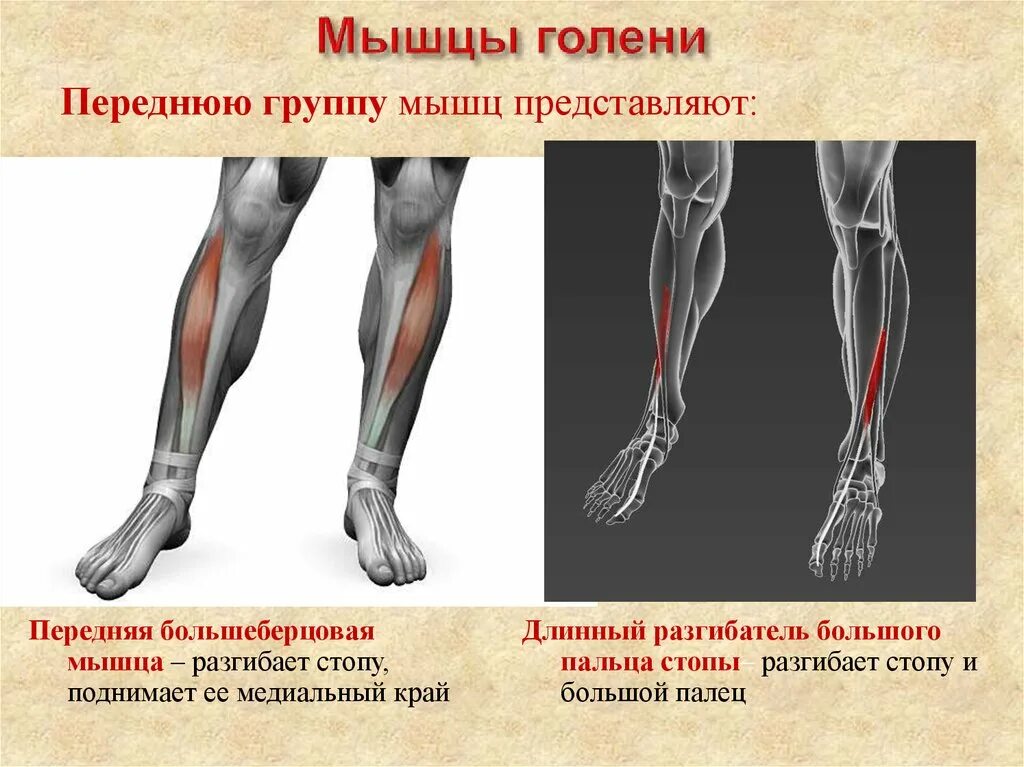 Берцовая мышца. Мышцы голени передняя группа. передняя большеберцовая мышца голени. передняя группа - разгибатели стопы. передняя группа мышц голени функции.