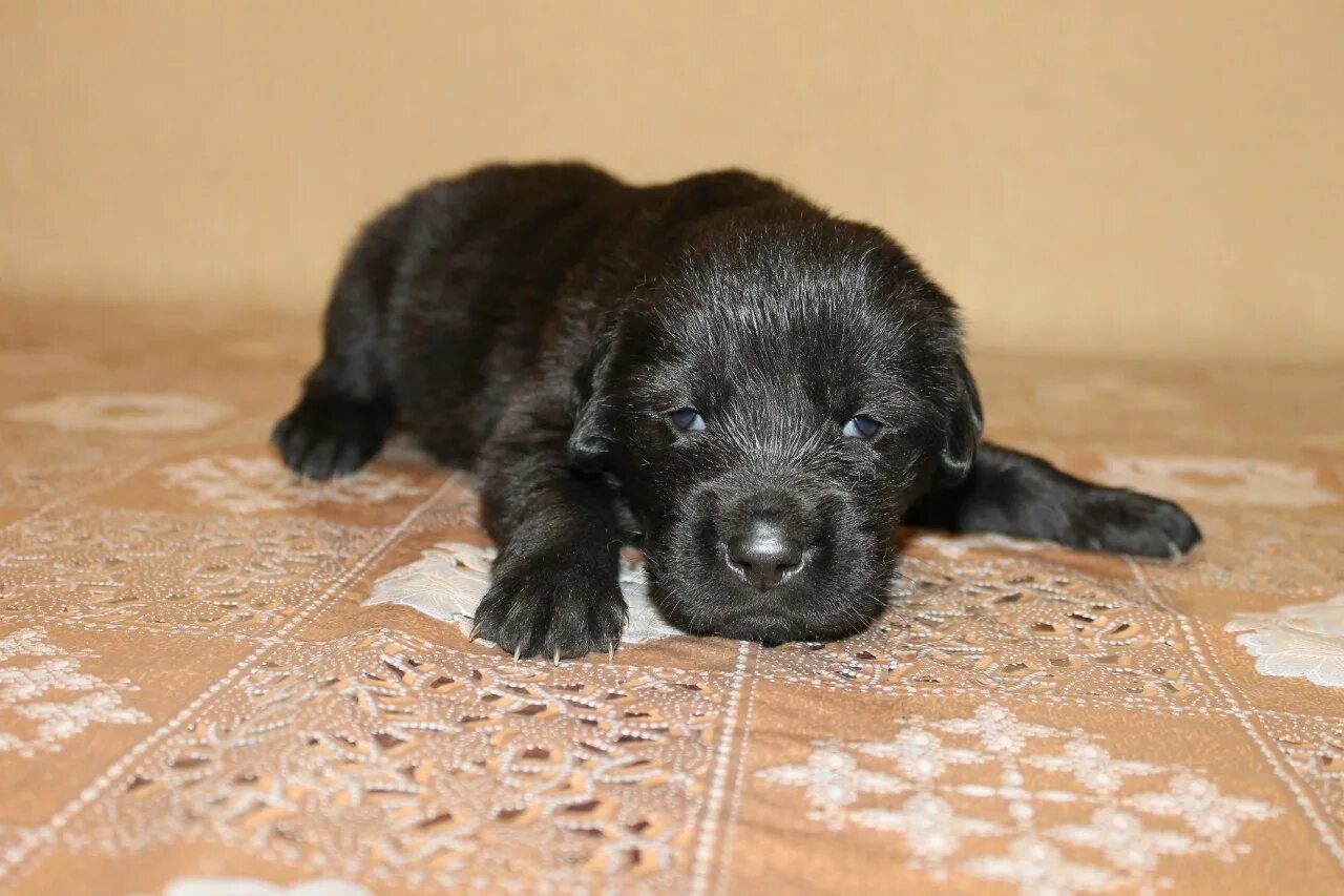 Имена черных щенков. Тибетский мастиф щенок новорожденный. Новорожденные щенки тибетского мастифа. Мастиф щенки новорождённый. Новорожденный тибетский мастиф.