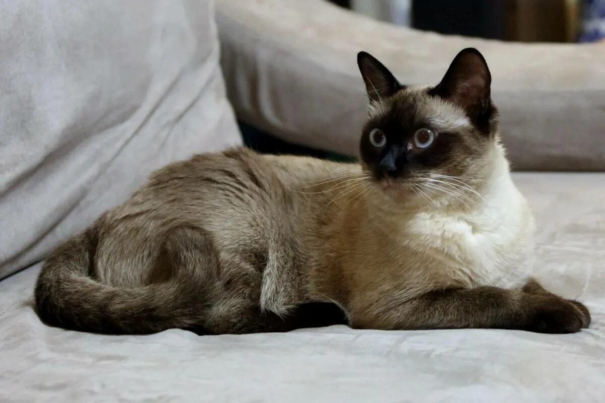 Про сиамских кошек. Балинезийская кошка. Сиамский балинезийский кот. Тайский Балинез. Сиамская и тайская кошка.