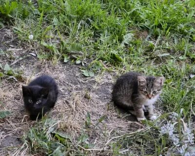 К чему снятся котята женщине много живые