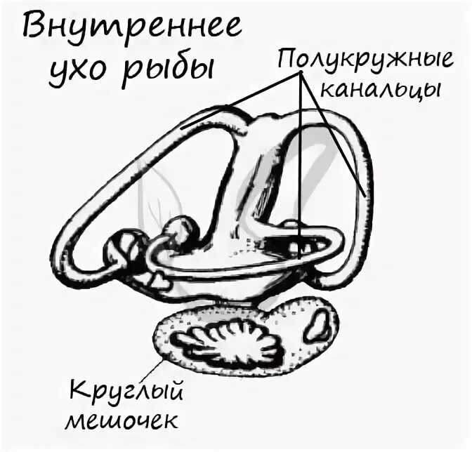 Органы слуха у рыб находятся. Строение внутреннего уха рыбы. Строение рыб слух. Строение органа слуха у рыб. Строение уха рыб.