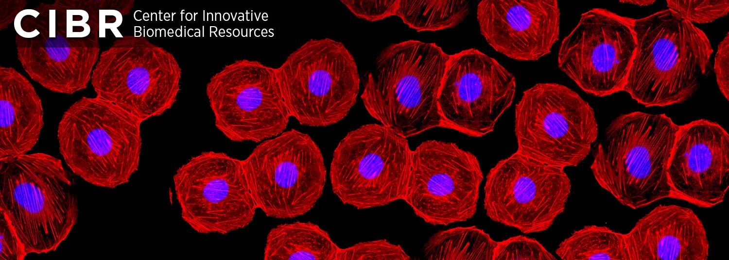 Autologous cell. Autologous cell