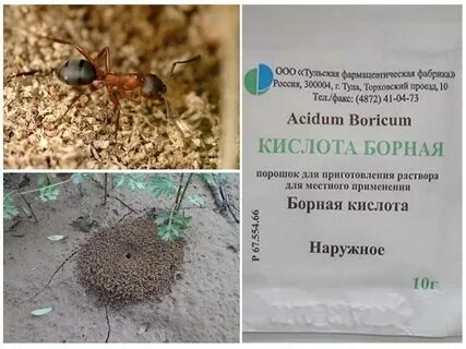 Приманка с борной
