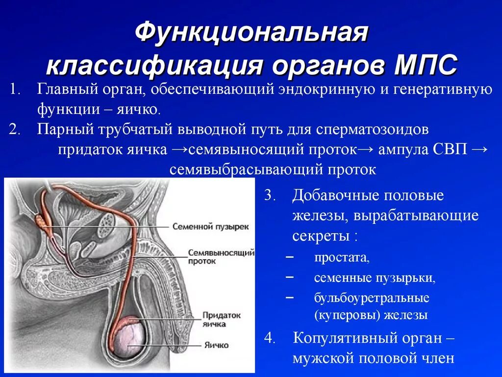 Половые органы строение функции. Мужская половая система анатомия строение яичек. Яичко мужская половая железа строение. Мужская половая железа яичко анатомия. Строение половых органов мужчины.