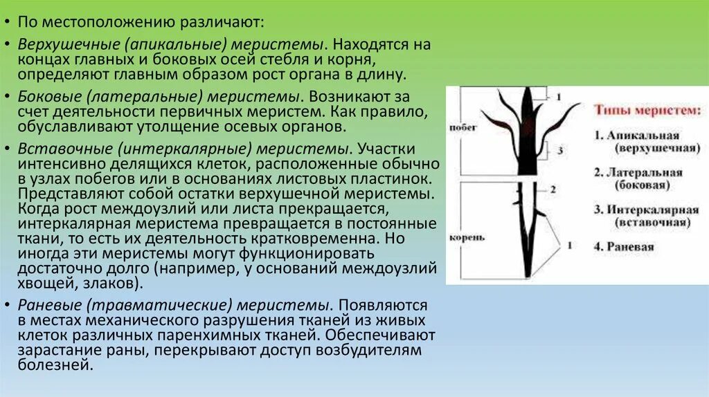 Меристема рост в длину. Интеркалярная меристема. Вставочные меристемы (интеркалярные). Раневые (травматические) меристемы. Апикальная меристема корня.