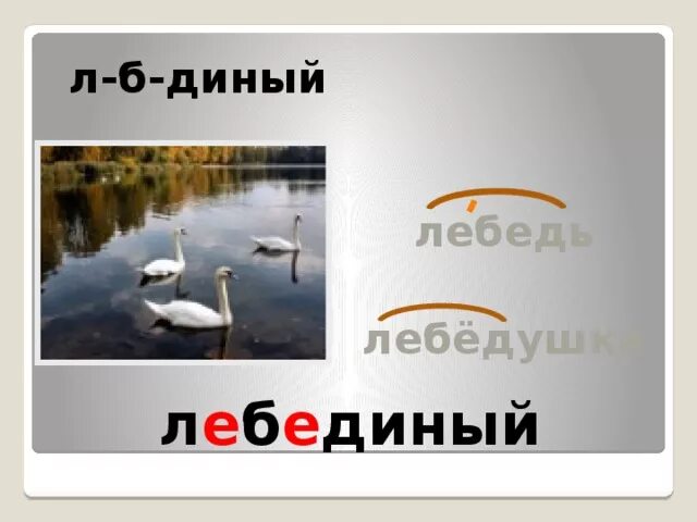 Лебедь проверочное слово. Проверочное слово к слову лебедь. Проверочное слово к слову лебединых. Лебедь корень. Слоги слова лебедь